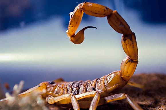 Литр яда желтого скорпиона стоит 10,3 миллиона долларов