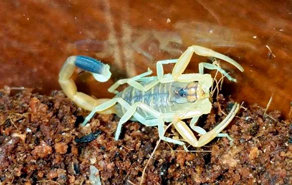 Живут скорпионы в Северной Африке, Турции и на Аравийском полуострове, обычно в сухих пустынных областях