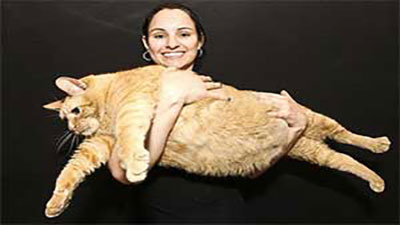 Топ 5 самых толстых котов в мире