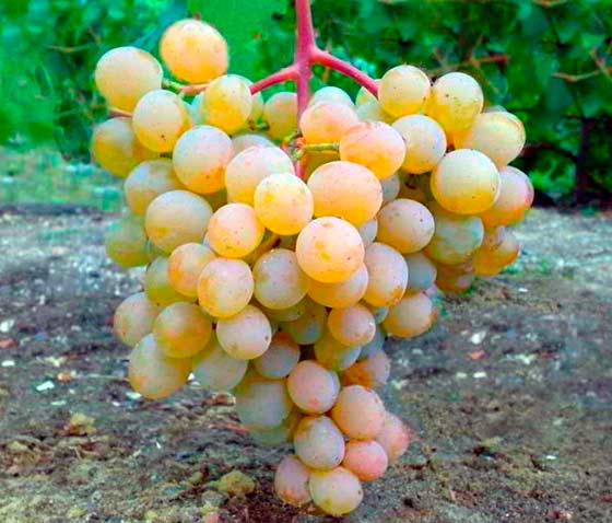 На сегодняшний день пока еще не создано такого сорта винограда, который бы не поражался оидиумом