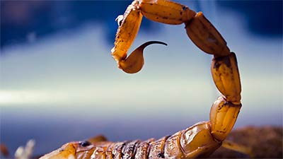 Самая дорогая жидкость в мире — яд желтого скорпиона