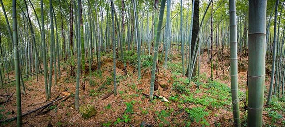 С 2000 по 2012 год площадь лесов в Китае в год увеличивалась на 1,6 процента