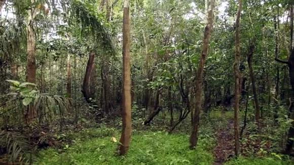 Леса покрывают примерно половину территории Перу