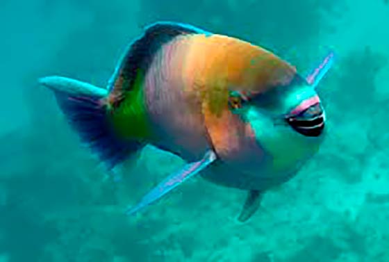Самые красивые рыбы - Рыба-попугай