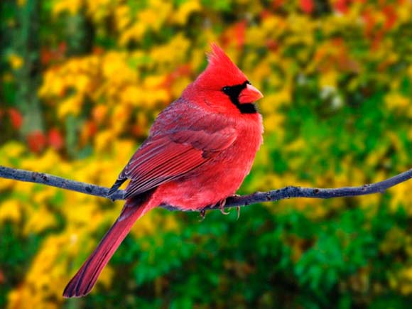 Красного кардинала можно встретить в восточных штатах США, юго-восточной Канаде и Мексике