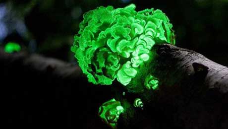 Биолюминесцентный гриб - свечение можно увидеть только под микроскопом