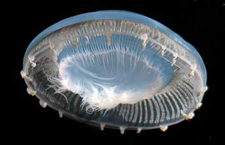 Медузы Aequorea одни из самых маленьких медуз в мире