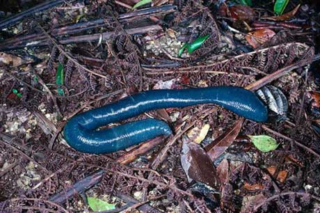 Синий червь, живущий в Австралии