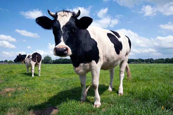 Налог на газы из пищеварительных систем коров, Эстония
