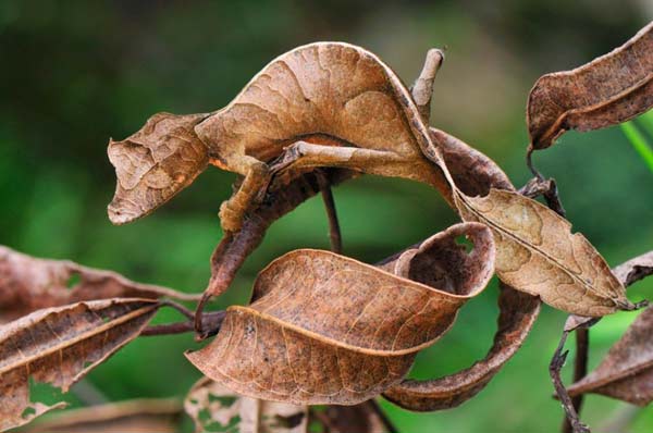 Листохвостые, или плоскохвостые гекконы обитают в лесах Мадагаскара