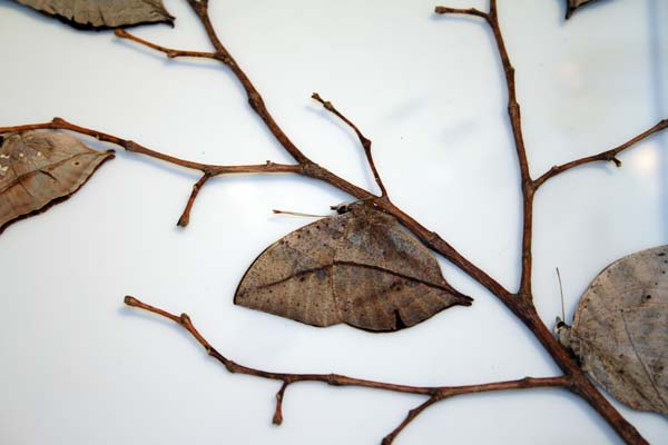 Удивительная бабочка-листовидка достигает в размахе крыльев 6-8 сантиметров