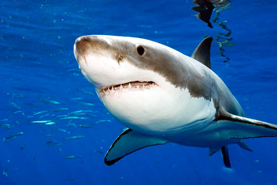 Пляж Фиш Хук, ЮАР опасен нашествием белых акул