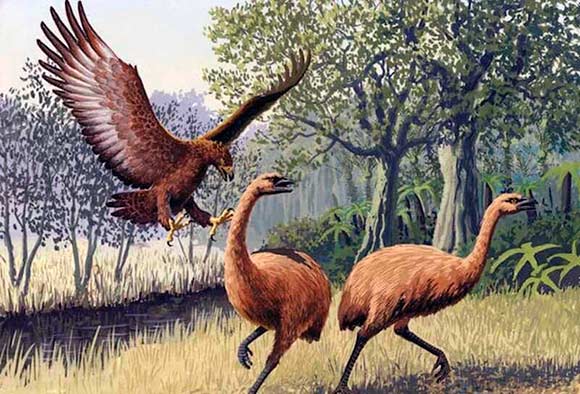 Новозеландская криптида, как говорили, была гигантской птицей, которая пожирала людей