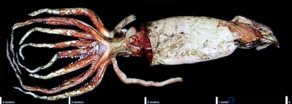 Гигантский кальмар может достигать длины свыше 10 метров и весить более 180 килограмм