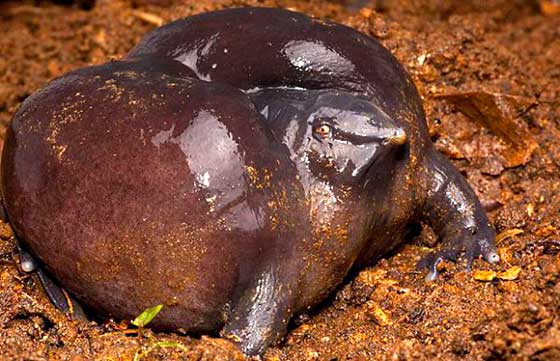 Лиловая лягушка в своё время — 130 миллионов лет назад — научилась одной из беспроигрышных тактик выживания