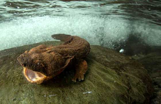 Аллеганский скрытожаберник — столь заковыристое название носит одна из крупнейших саламандр мира, ведущая свою родословную на 170 миллионов лет назад