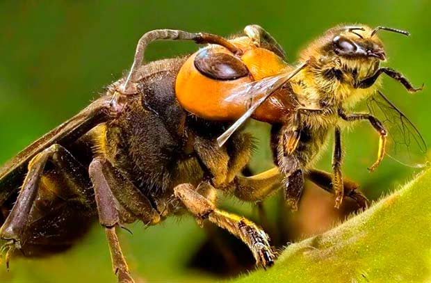 Японские огромные шершни известны своей агрессивностью и бесстрашием, особенно по отношению к европейским медоносным пчелам
