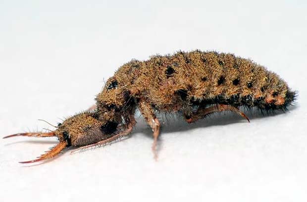 Личинка муравьиного льва название получили из-за внешнего вида и образа жизни личинок