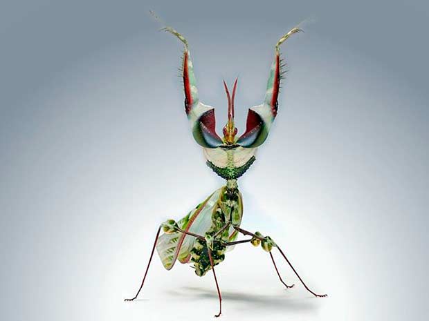 Фото страшных жуков - Гусеница Cerura