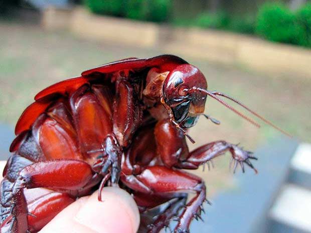 Фото страшных жуков -