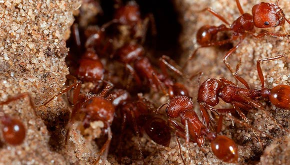 Красный муравей-жнец, болезненность укуса по шкале Шмидта – 3.0