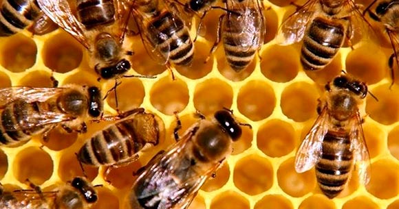Медоносная пчела, болезненность укуса по шкале Шмидта – 2.0
