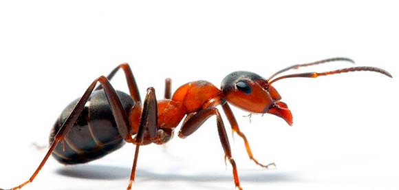 Огненный муравей, болезненность укуса по шкале Шмидта – 1.2