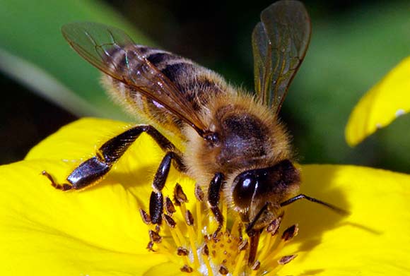 Пчела обыкновенная, болезненность укуса по шкале Шмидта – 1.0