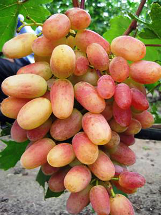 Сорт винограда Ксения