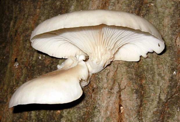 Фото хищных грибов - Вешенка