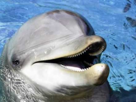 На зубах дельфинов присутствуют кольца роста