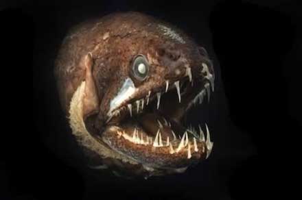У этой глубоководной рыбы есть зубы, растущие на языке