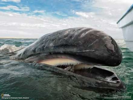 На усах кита собирается пища