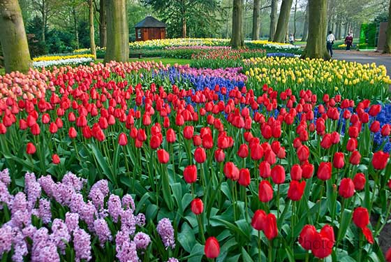 В одной только аранжерее Виллема-Александра более ста тысяч тюльпанов!