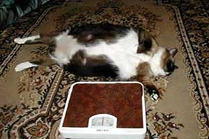 Самая толстая сиамская кошка по кличке Кэт