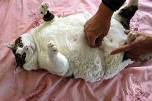 Один из самых толстых котов по кличке Сюн Южун