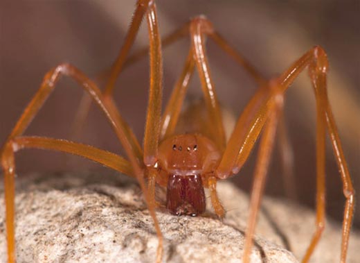 Пещерный паук с когтями