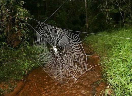 Обнаруженный в 2007-м году в джунглях Мадагаскара паук Дарвина